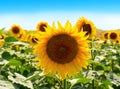 Field of sunflowers under bright sun Royalty Free Stock Photo
